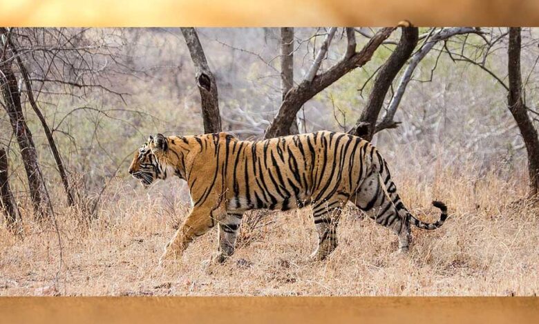 ऑल-इंडिया-टाइगर-एस्टीमेशन-वन्यजीव-सर्वेक्षण-की-कार्यशाला