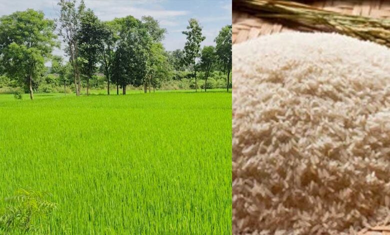 बालाघाट-के-चावल-की-विदेशी-धूम,-ir-64-और-ir-36-से-बने-मोटे-पारबॉइल्ड-राइस-की-सात-समंदर-पार-है-डिमांड