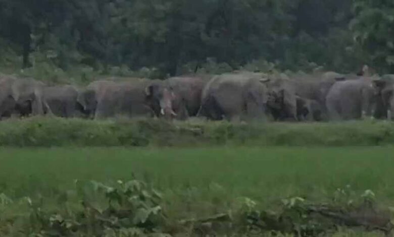 कोरबा-में-हाथियों-का-कहर:-61-जंगली-हाथियों-ने-मचाई-तबाही,-32-किसानों-की-फसल-चौपट