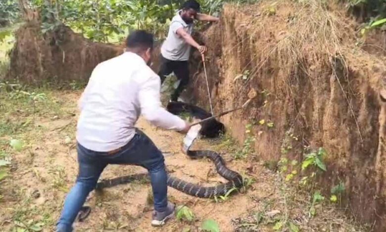 धरती-पर-दानव!-कैमरे-में-कैद-हुआ-अब-तक-का-सबसे-लंबा-सांप,-गांव-में-मचा-हड़कंप