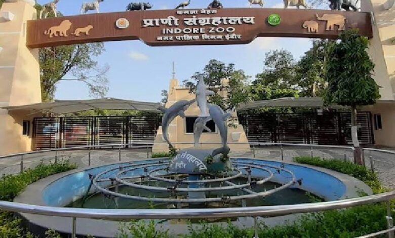 इंदौर-जू-में-नए-साल-में-आएगा-ब्लैक-टाइगर,-मेलानिस्टिक-और-व्हाइट-टाइगर-की-मेटिंग-से-उम्मीद