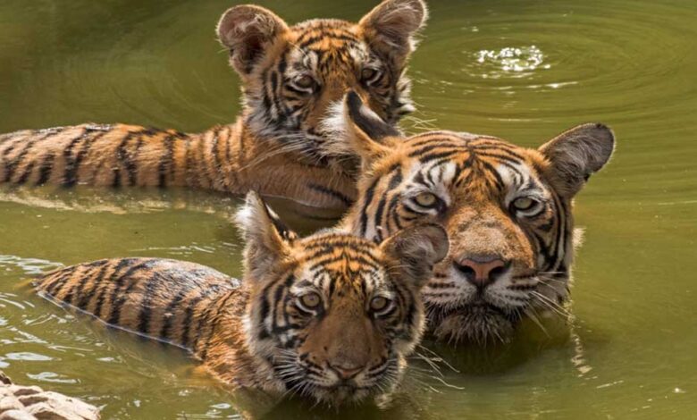 एमपी-फिर-बन-सकता-है-टाइगर-स्टेट:-all-india-tiger-estimation-2026-की-प्रक्रिया-शुरू