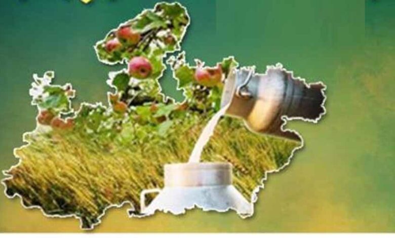 मध्यप्रदेश-बना-भारत-का-फूड-बास्केट,-कृषि-विकास-में-रचा-नया-इतिहास