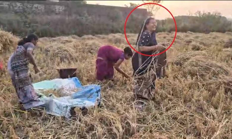 बलरामपुर-रामानुजगंज-में-धान-कटाई:-कृषि-मंत्री-राम-विचार-नेताम-की-पत्नी-भी-उतरीं-खेत-में,-ग्रामीणों-में-बढ़ा-उत्साह