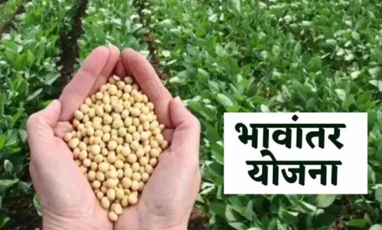 भावांतर-योजना-बड़ा-अपडेट:-सोयाबीन-का-मॉडल-रेट-4237-रुपये-घोषित,-किसानों-में-राहत