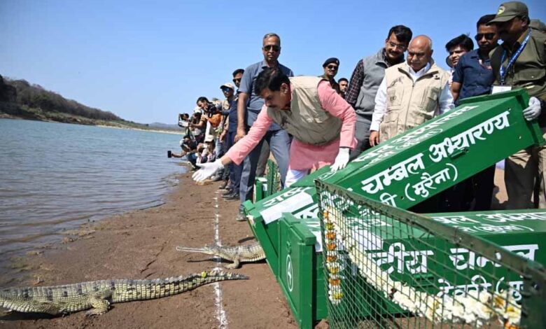 चीतों-के-बाद-कूनो-में-घड़ियालों-की-एंट्री,-सीएम-ने-53-को-चंबल-से-लाकर-बसाया