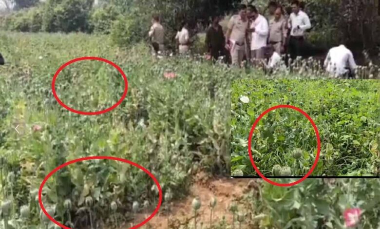 रायगढ़-में-अफीम-की-अवैध-खेती-का-भंडाफोड़,-झारखंड-का-आरोपी-पुलिस-हिरासत-में