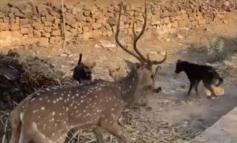 अंबिकापुर-में-दर्दनाक-घटना:-आवारा-कुत्तों-के-हमले-में-15-हिरणों-की-मौत,-4-कर्मचारी-सस्पेंड