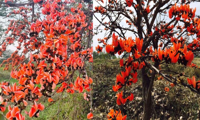 सफलता-की-कहानी:-पलाश-फूल-से-बढ़ती-आजीविका-और-समृद्धि
