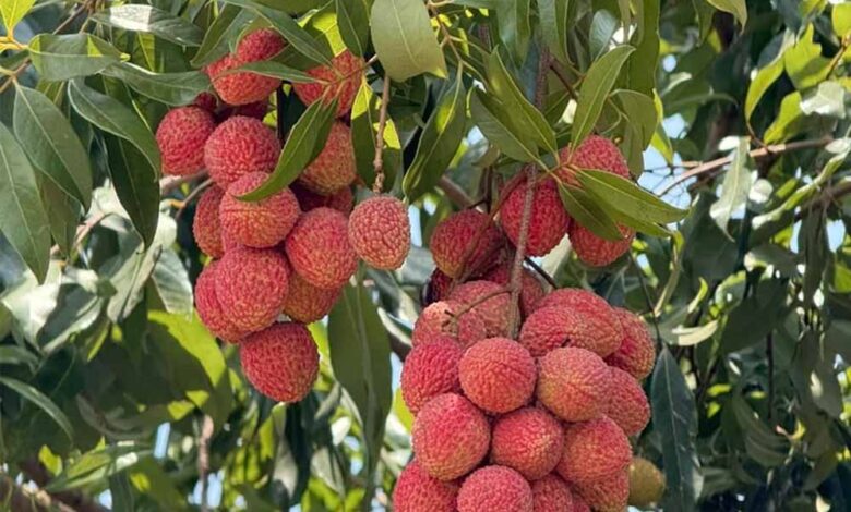 लीची से बदलेगी बस्तर की तस्वीर