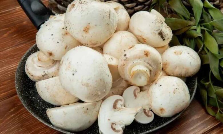 ईरान-अमेरिका-तनाव-का-असर,-महंगे-कच्चे-माल-से-अमृतसर-में-ठप-पड़ी-मशरूम-खेती